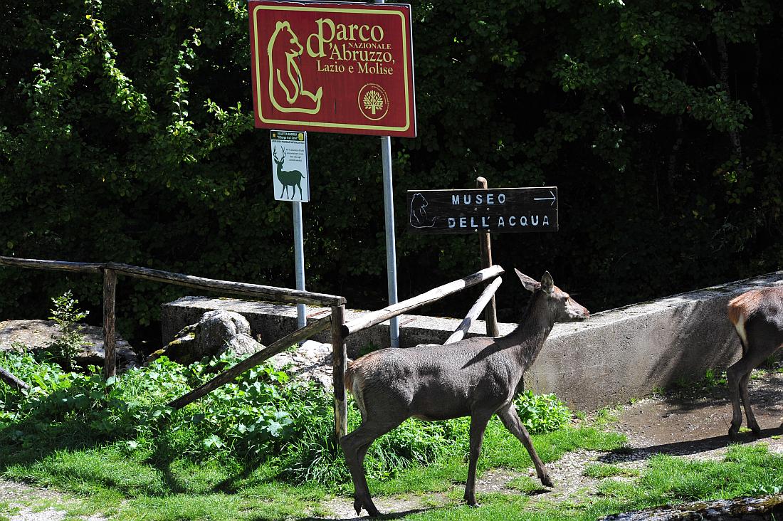 pericolo attraversamento fauna selvatica